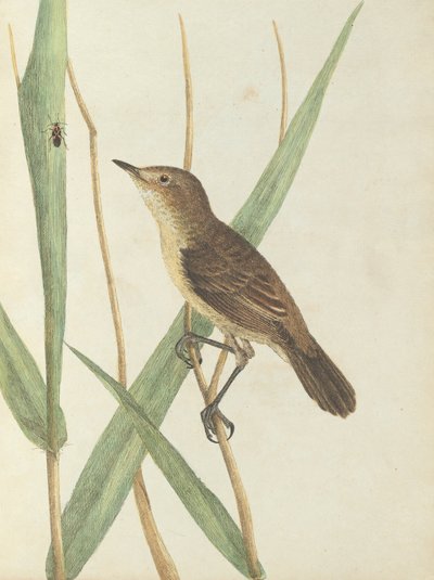 Reed Warbler by John William Lewin